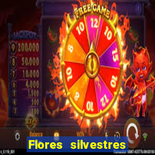 Flores silvestres brasileiras 25